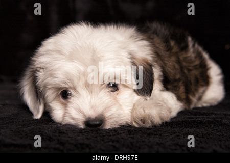 Cute mixed breed toy puppy lying on black background Stock Photo