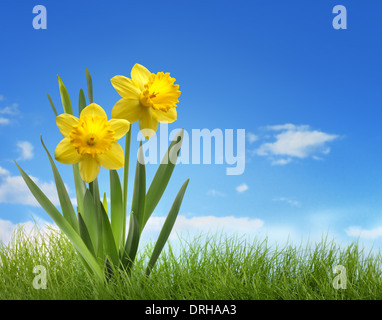 Yellow daffodil flower in the field Stock Photo