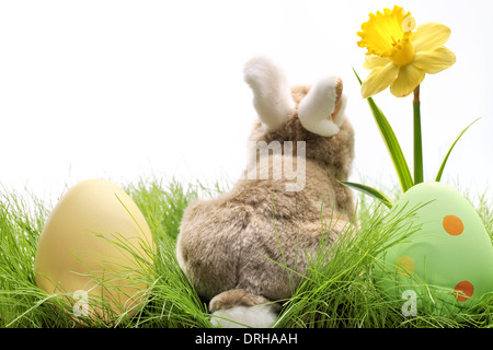 Easter bunny with eggs on meadow Stock Photo