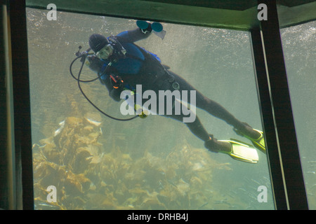 Diver feeding fish in a large aquarium at the Monterey Bay Aquarium in California. Stock Photo