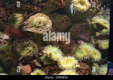 Many sea anemone on display in a tank at the Monterey Bay Aquarium in California Stock Photo