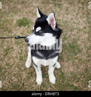 A cute miniature husky puppy. Stock Photo