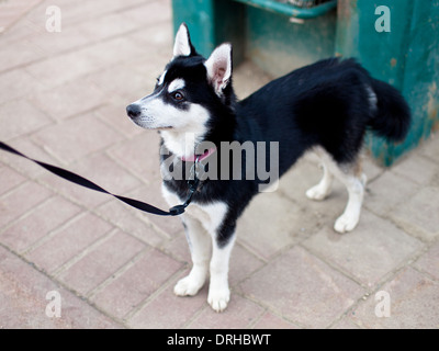 A cute miniature husky puppy. Stock Photo