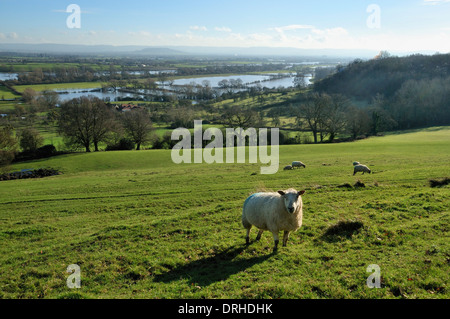 Floods in the Severn Vale near Maisemore Stock Photo