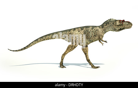 Albertosaurus Dinosaur, photo-realistic and scientifically correct representation, side view. On white background. Stock Photo