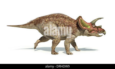 Triceratops dinosaur photo-realistic and scientifically correct representation. Isolated on white background, side view. Stock Photo