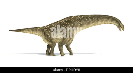 Titanosaurus dinosaur, photo-realistic and scientifically correct. Side view. On white background with drop shadow. Stock Photo