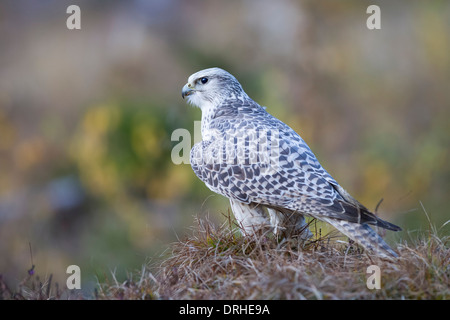 Gerfalke Falco rusticolus Gyrfalcon Falcon Stock Photo