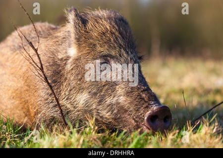 In the forest there lives wild boar Stock Photo