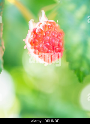 Close up of ripe raspberry on bush in garden, with room for copy space Stock Photo