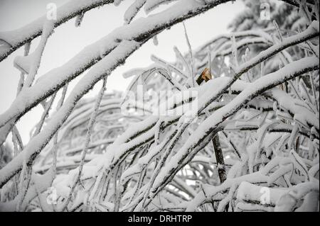 the Hoher Meissner mountain, Germany. 27th Jan, 2014. Branches bend under loads of snow on the Hoher Meissner mountain, Germany, 27 January 2014. Loipes and streets had to be closed off due to the risk of snow breakage. More snow and sub-zero temperatures are forecast for the region according to weather reports. Photo: UWE ZUCCHI/dpa/Alamy Live News Stock Photo