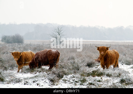 Three Highland cows in snow Stock Photo