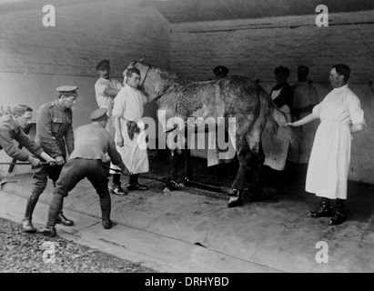 Wounded British horse, Western Front, France, WW1 Stock Photo