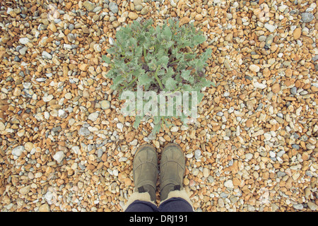Photographer's feet next to sea kale on Dungeness beach, Kent Stock Photo