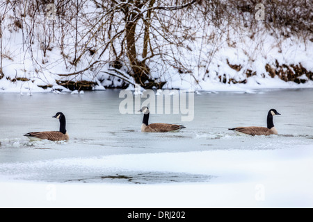 Canadian geese on a lake in Central Kentucky in winter Stock Photo