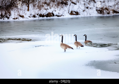 Canadian geese on a lake in Central Kentucky in winter Stock Photo