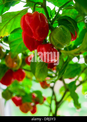Scotch Bonnet chillies ripening on the plant Stock Photo