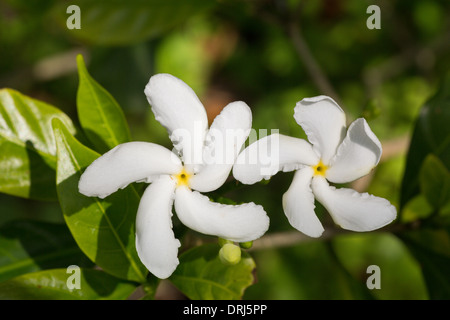Closeup of Pinwheel Jasmine Tabernaemontana divaricata from India and Southeast Asia Stock Photo