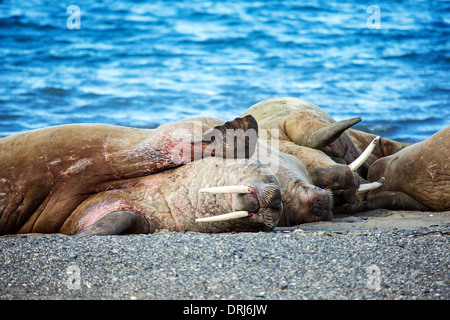 Walrosse, odobenus rosmarus / walruses, odobenus rosmarus