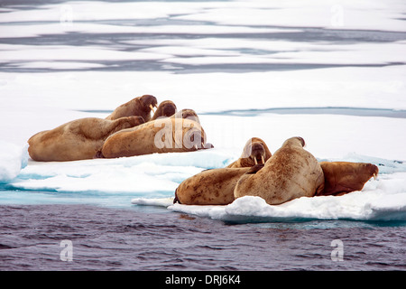 Walrosse auf Treibeis, odobenus rosmarus / walruses on drift ice, odobenus rosmarus