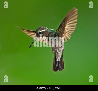 Purple-throated Mountain-Gem Stock Photo