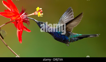 Violet Sabrewing hummingbird Stock Photo