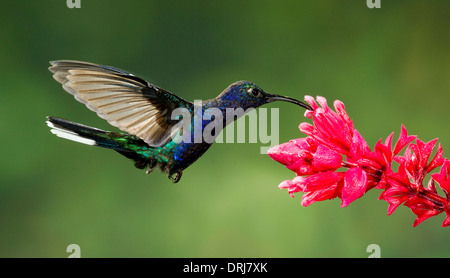 Violet Sabrewing