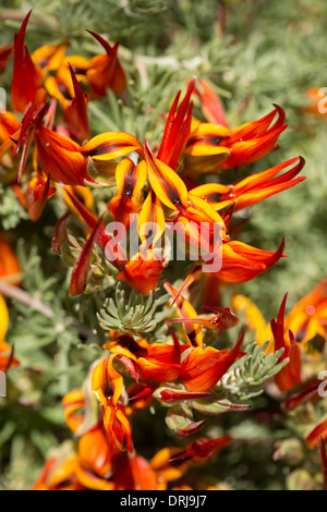 Red and orange lotus flowers, Lotus berthelotii Stock Photo