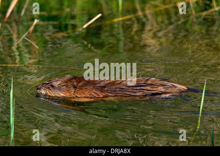 Muskrat (Ondatra zibethicus) exotic introduced species native to North America swimming in wetland Stock Photo