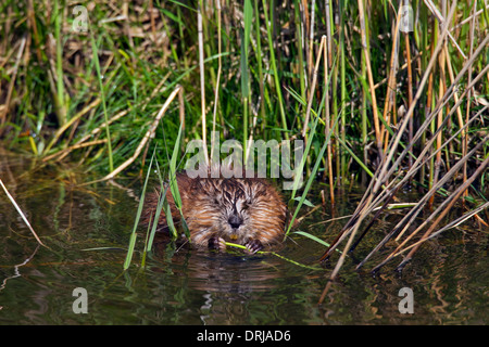 Muskrat (Ondatra zibethicus) exotic introduced species native to North America foraging along riverbank Stock Photo