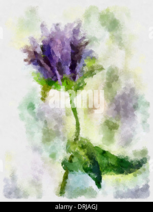 Thistle (Latin Cárduus) - a genus of plants of the family Asteraceae or Compositae,Aquarelle Stock Photo