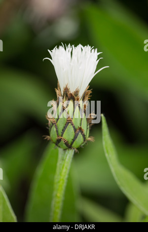 Centaurea montana alba, a perennial cornflower Stock Photo