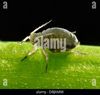 adult black bean louse (Aphis fabae), tube aphid (Aphidoidea), extreme macroadmission, adulte schwarze Bohnenlaus (Aphis fabae), Stock Photo