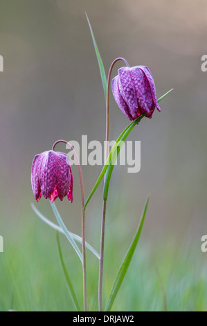 Fritillaria meleagris, Liliaceae, snake's head fritillary, snake's head, chess flower, frog-cup, guinea-hen flower, leper lily Stock Photo