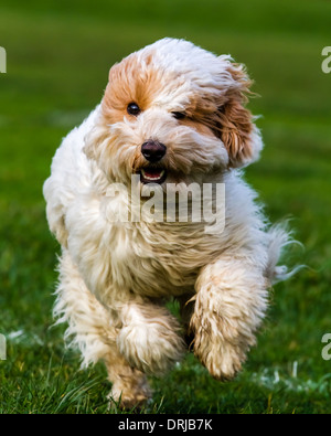 Cockapoo running Stock Photo