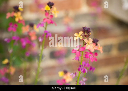 Erysimum 'Chelsea jacket' flowers in bright multi colours Stock Photo