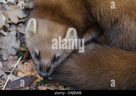 Baummarder, Fell, Marder, Martes martes, Raubtier, flink, klettern, kletternd Stock Photo - Alamy
