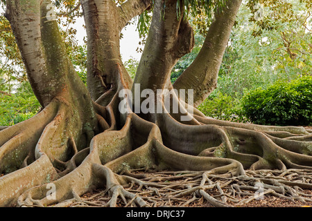 USA,Florida,Sarasota, Marie Selby Botanical Gardens. Moreton Bay Fig tree. Stock Photo