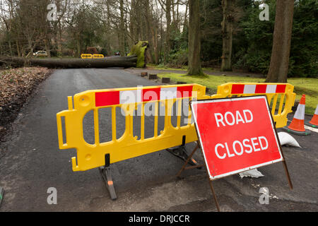 Sevenoaks, Kent. 27th Jan, 2014. A mature tree blown over in winds and rain at the top of Sevenoaks Kent, White Horse Road , 27th January 2014,  causing a road closure on a country road.  Credit:  Yon Marsh/Alamy Live News Stock Photo