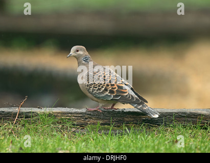 Oriental Turtle Dove - Streptopelia orientalis - 1st winter Stock Photo