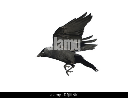 Jackdaw Corvus monedula in flight. Stock Photo