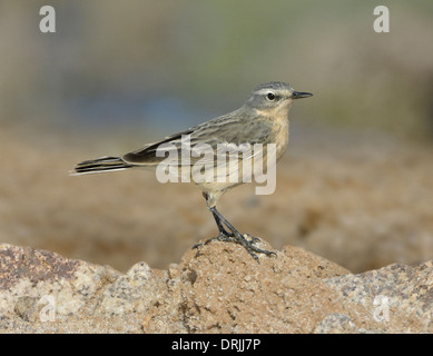 Water Pipit Anthus spinoletta Stock Photo