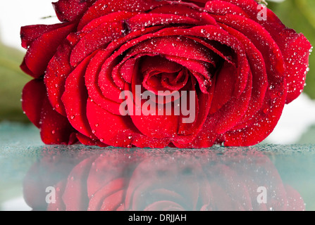 Red rose covered with dew Stock Photo