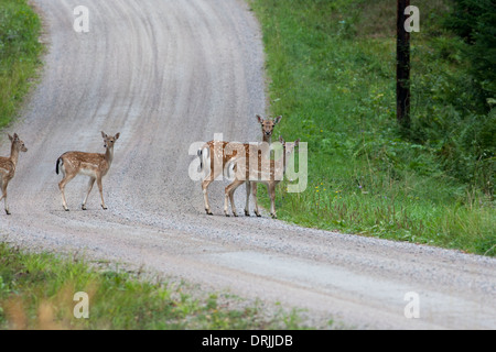 A herd of Fallow Deer crossing a gravel road Stock Photo