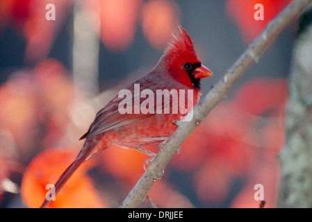 Juvenile male Northern Cardinal (Cardinalis Cardinalis) perched on fall tree with sun filtering through leaves, Missouri USA Stock Photo