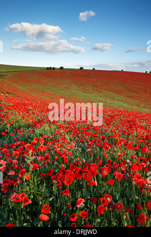 A field full of poppies growing on the South Downs, East Sussex Stock Photo