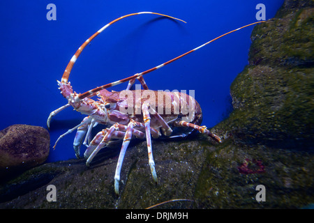 Gilchrists crawfish Palinurus gilchristi, aquarium admission, Capetown, west cape, western cape, South Africa, Africa, Gilchrist Stock Photo