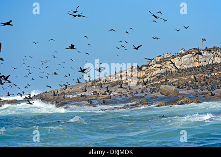 Cape cormorant (Phalacrocorax capensis) or Cape Cormorant, Seal Island ...