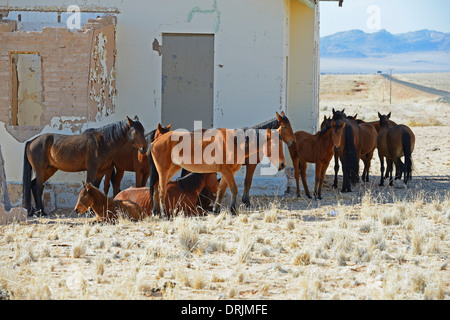 Wild horses to dilapidated road court building of Garub with From, Namibia, Africa, Wildpferde an verfallenen Bahnshofsgebaeude Stock Photo