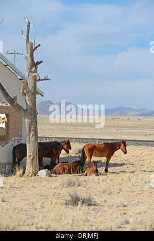 Wild horses to dilapidated road court building of Garub with From, Namibia, Africa, Wildpferde an verfallenen Bahnshofsgebaeude Stock Photo
